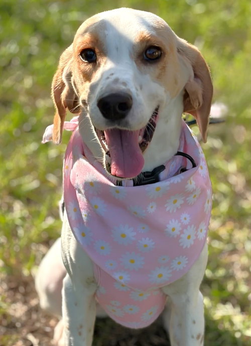Photo 2 of Daisy Jane