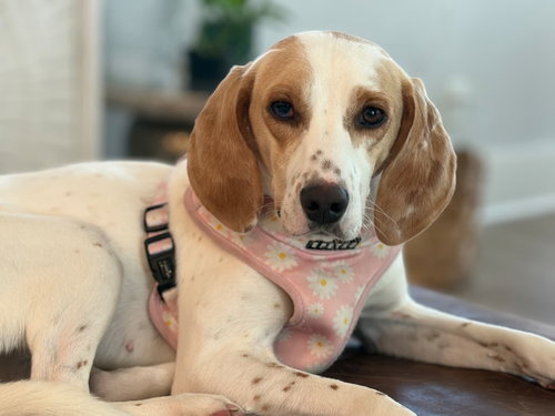 Photo 6 of Daisy Jane