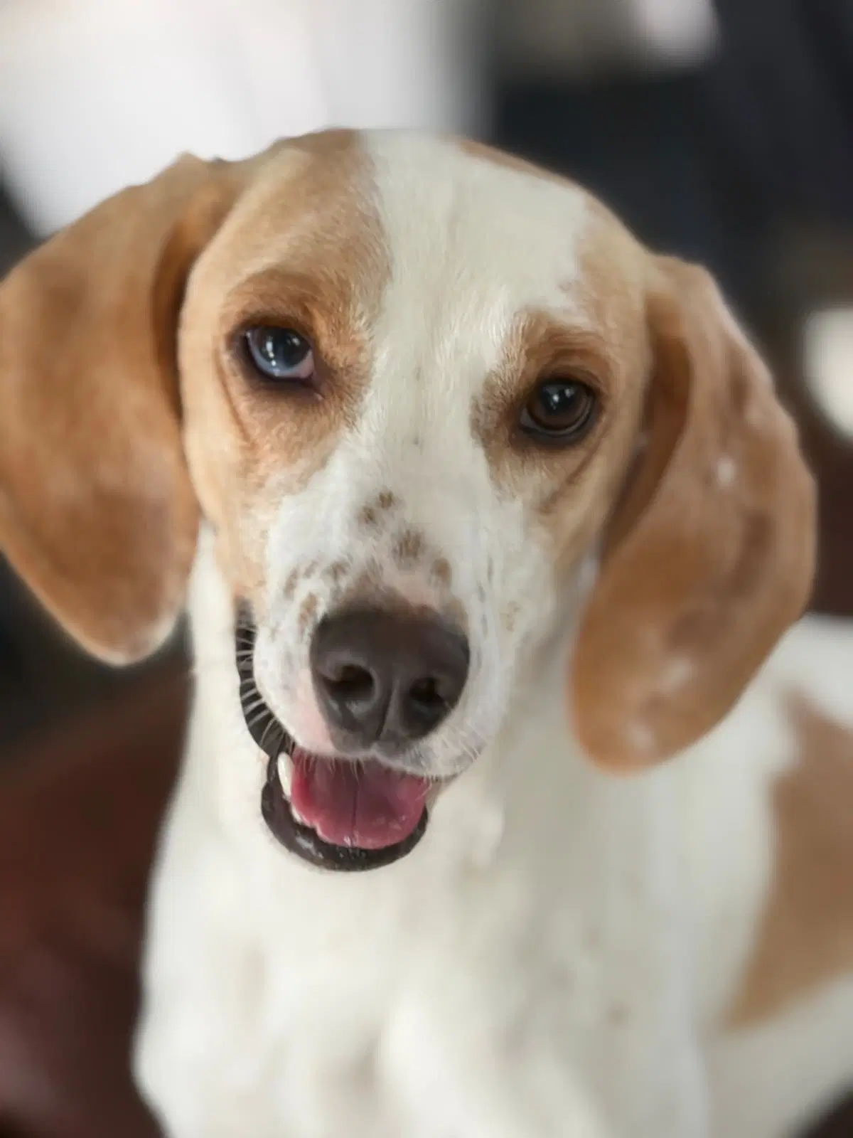 Daisy Jane image 1