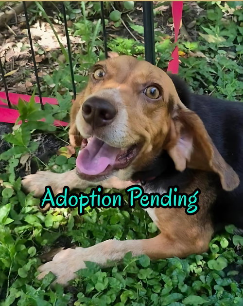 Rue, a dog for adoption from SouthEast Beagle Rescue Inc.