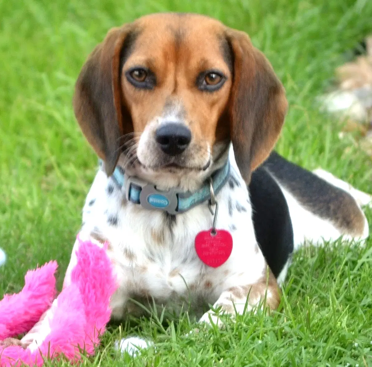 Gemma - Beagle