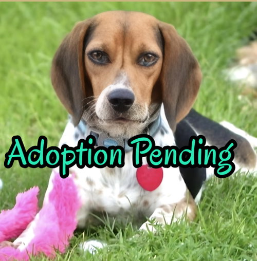 Gemma, a dog for adoption from SouthEast Beagle Rescue Inc.