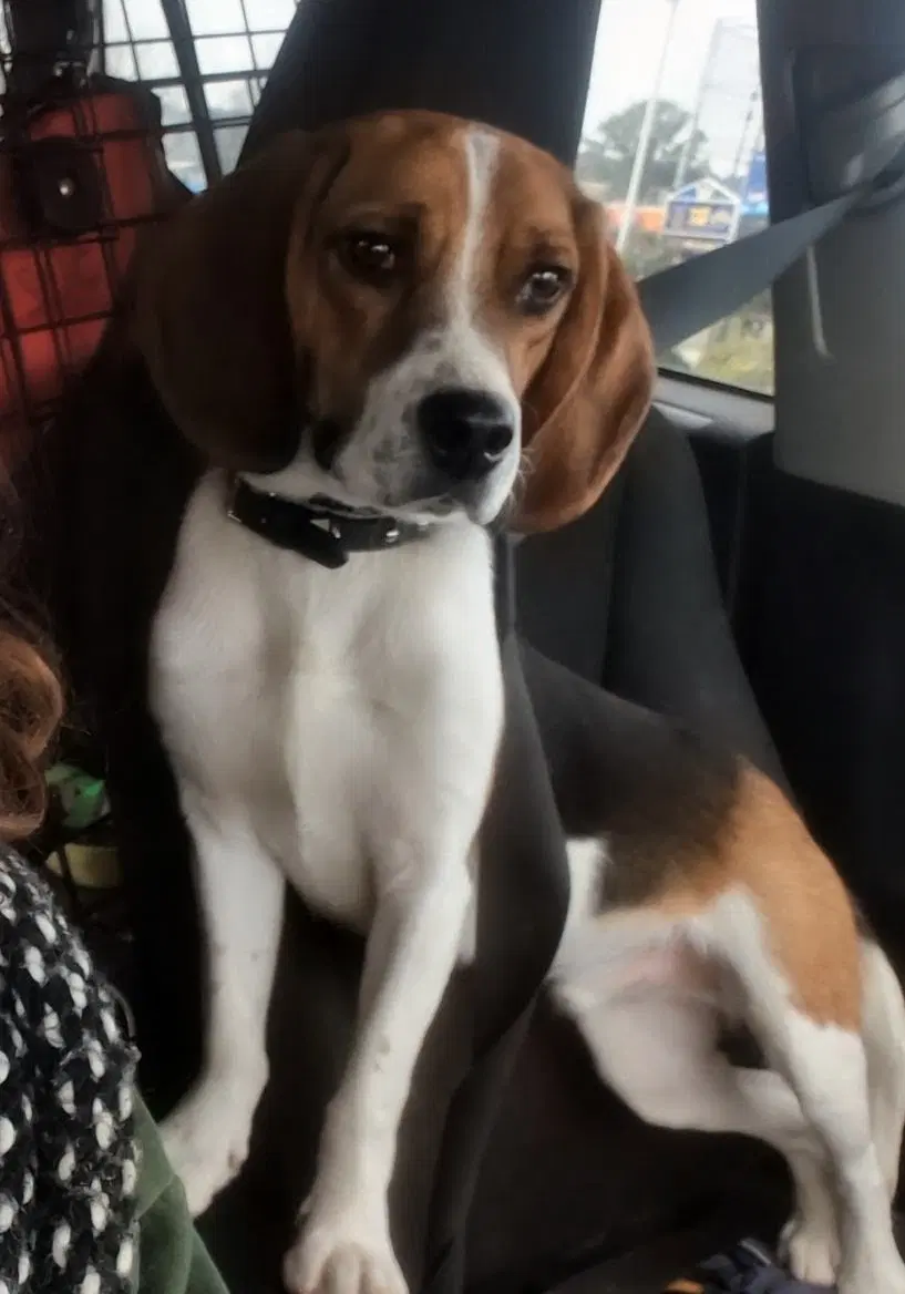 Benji Iii image 2