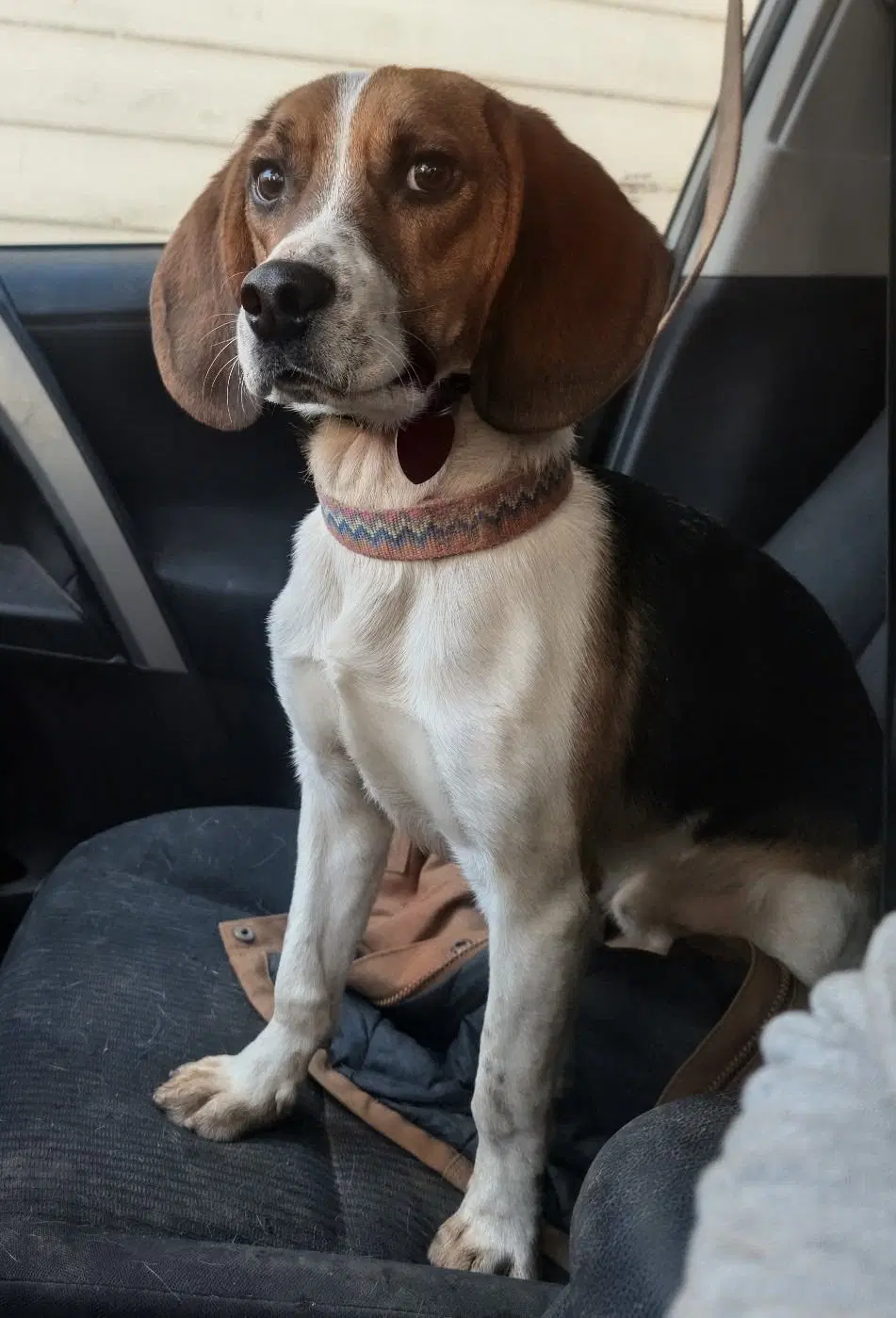 Benji Iii image 3