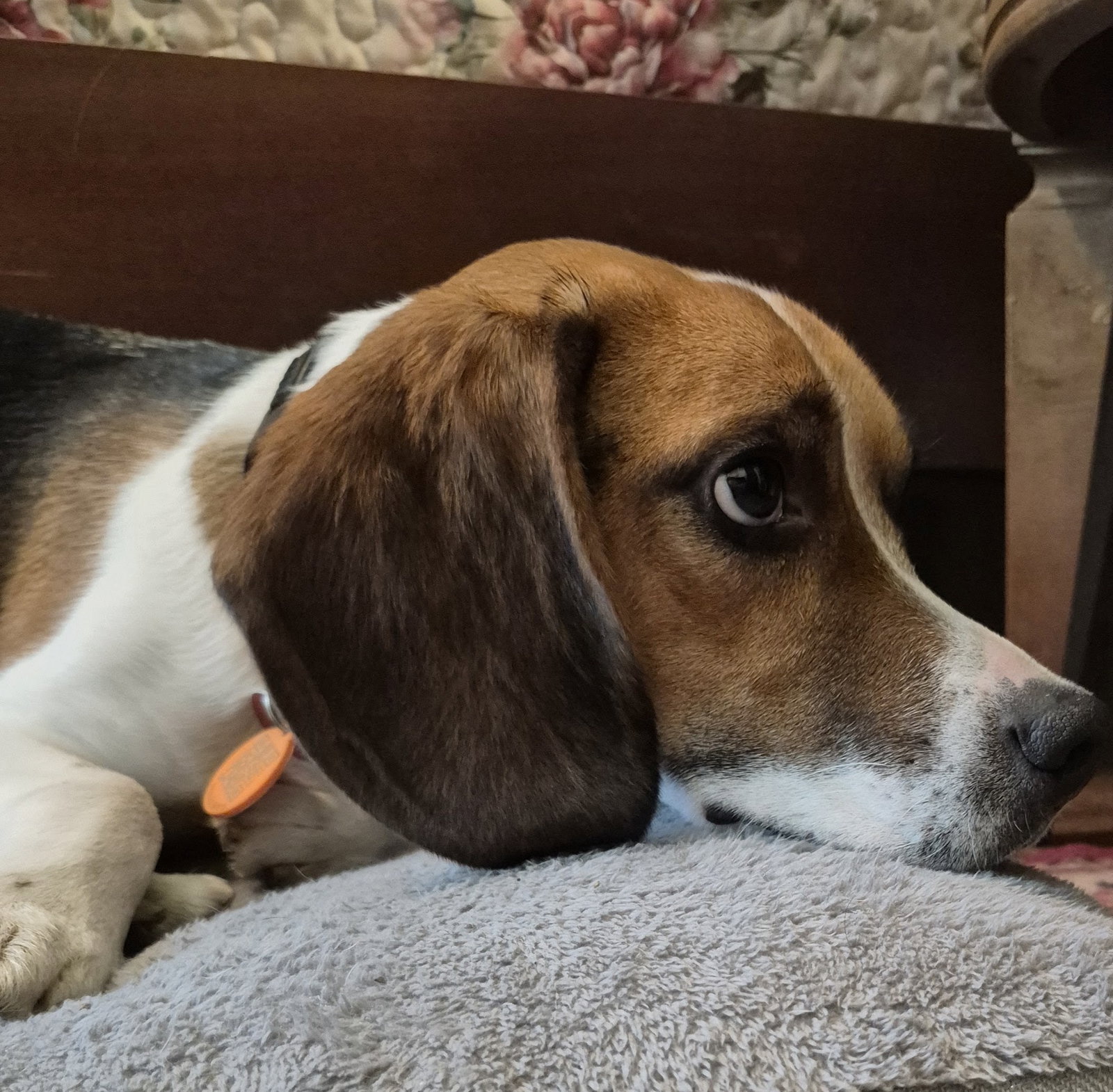Benji III, photo 2