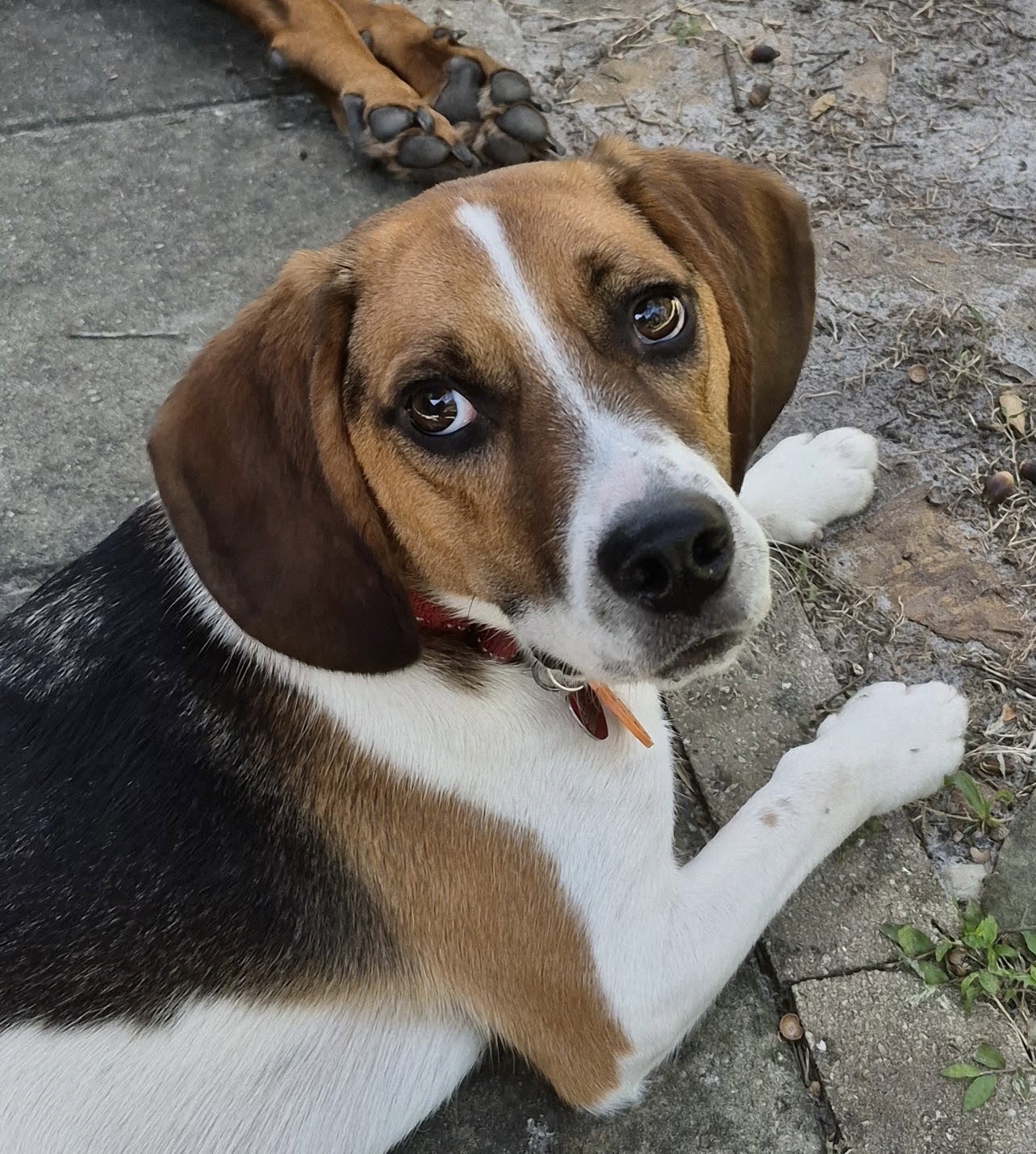 Benji III, photo 8