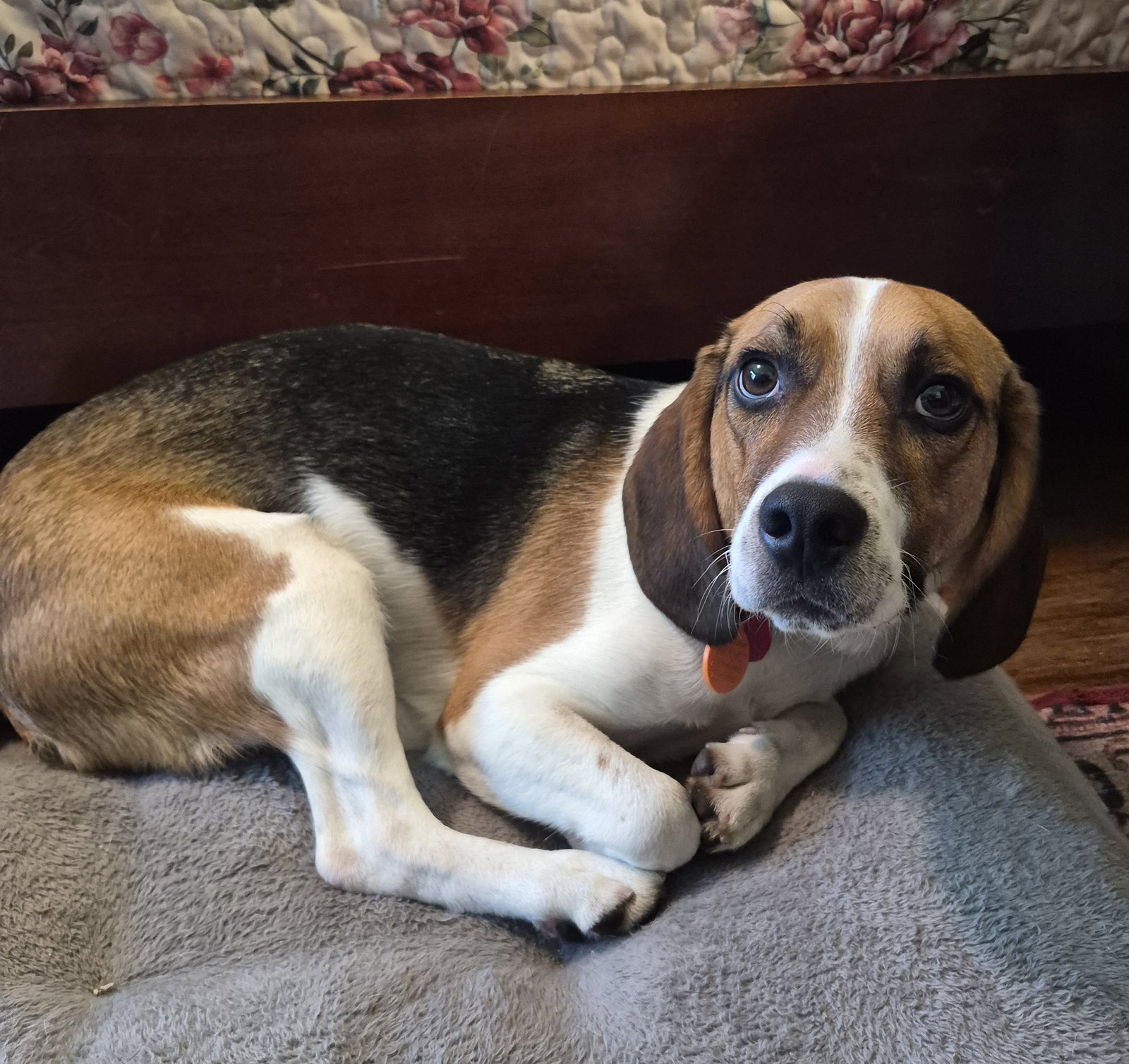 Benji III, photo 10