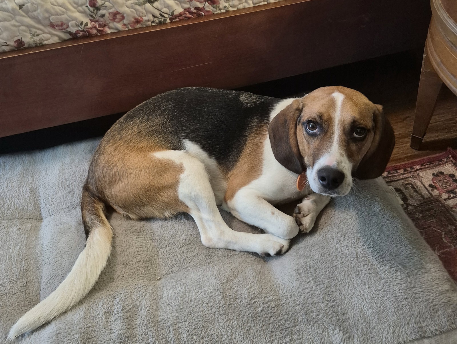 Benji III, photo 9