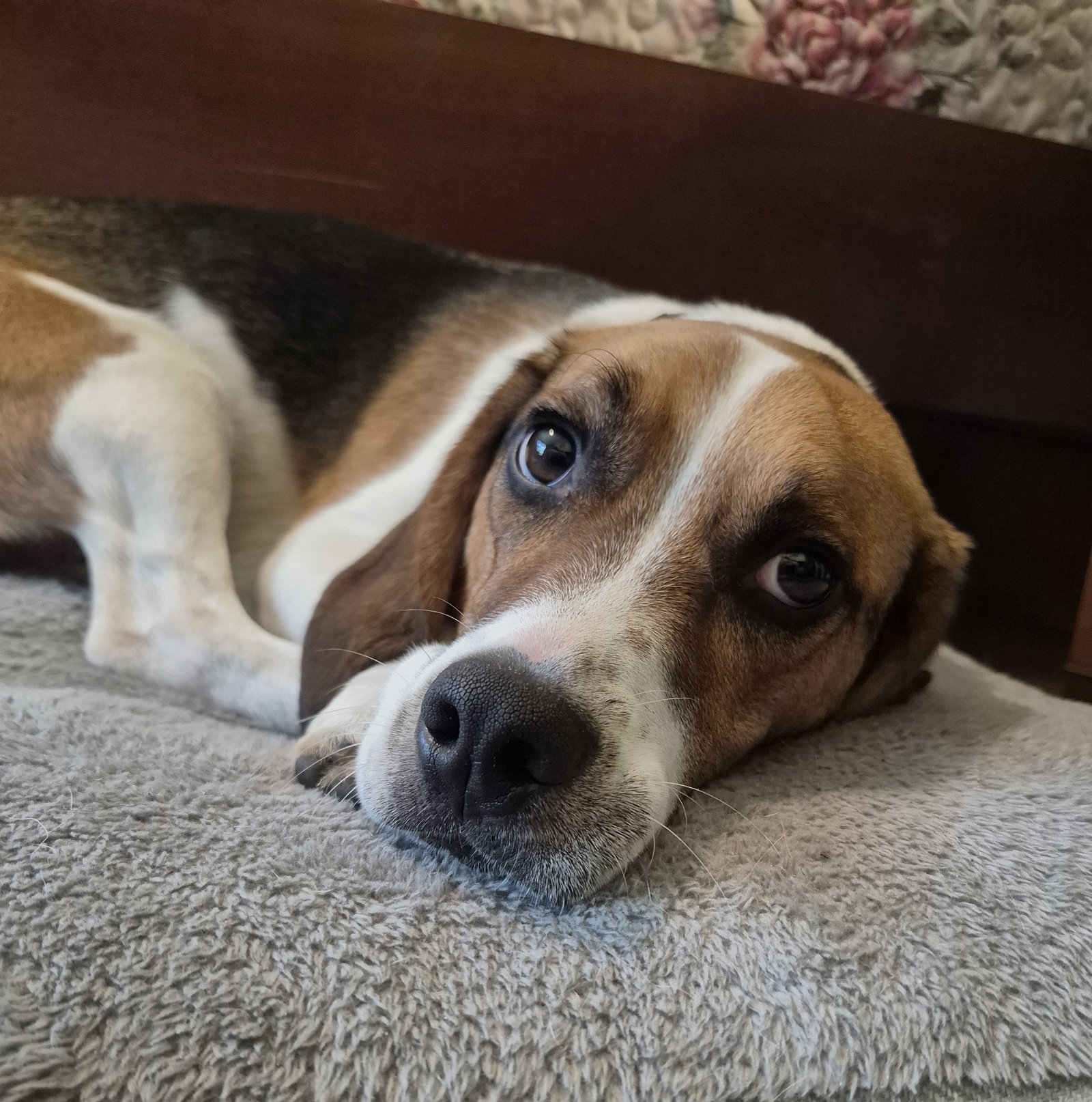 Benji III, photo 5