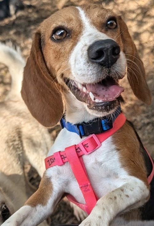 Gucci, a dog for adoption from SouthEast Beagle Rescue Inc.