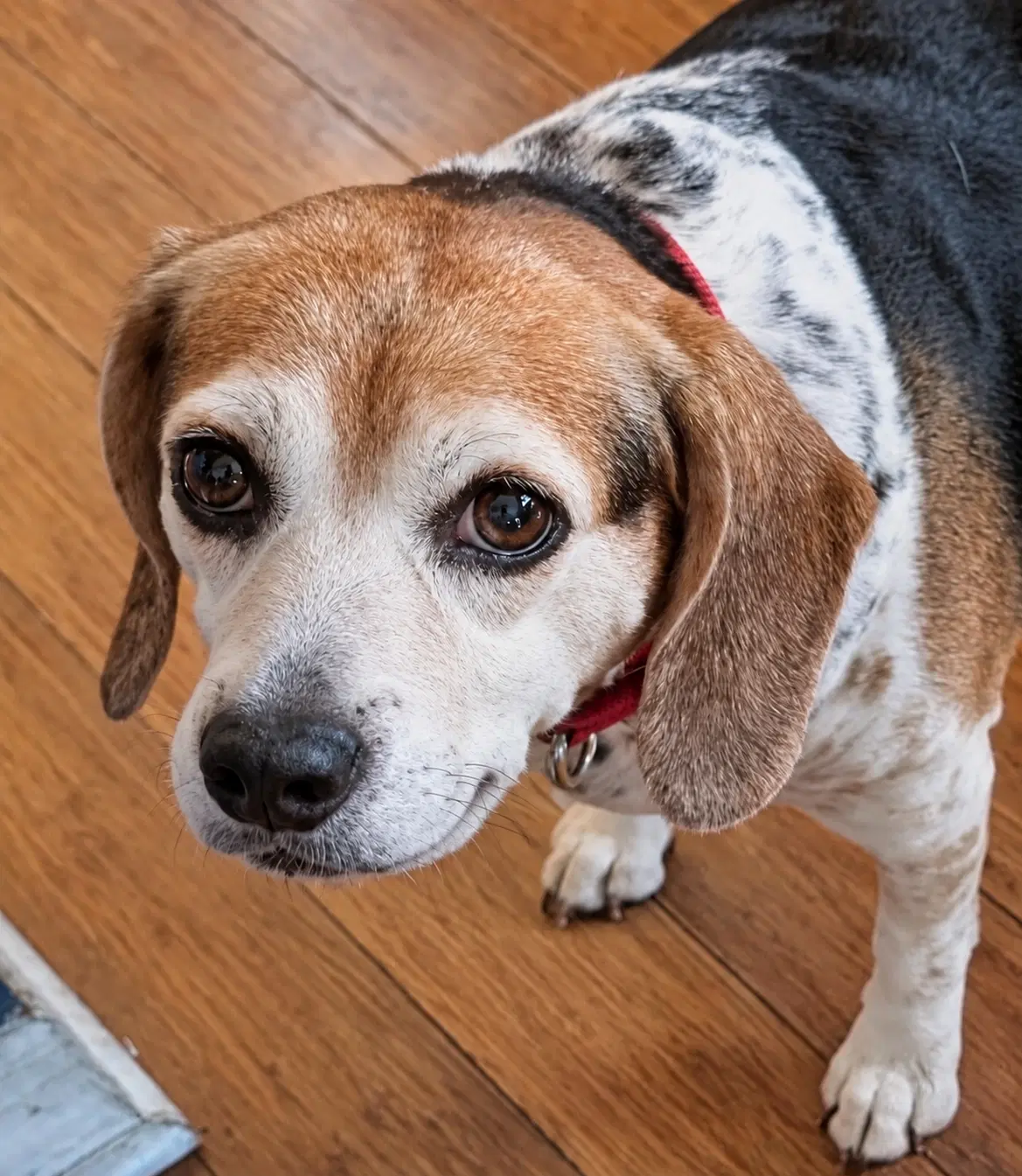 Theresa - Beagle