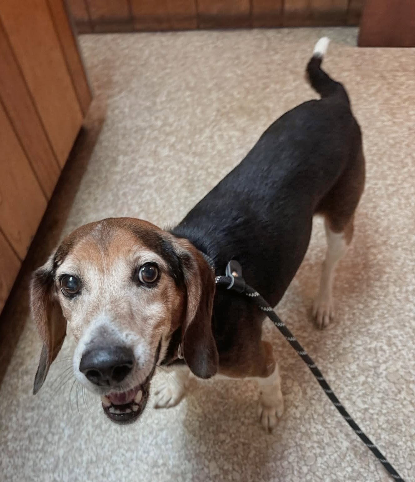 Denton, Beagle