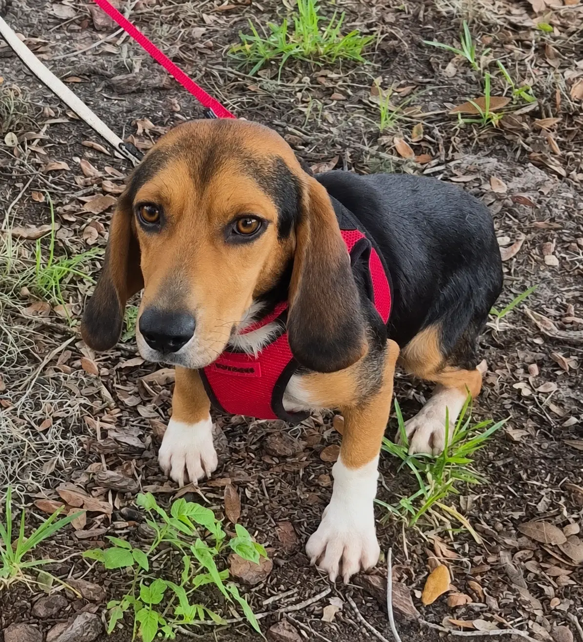 Scribble - Beagle