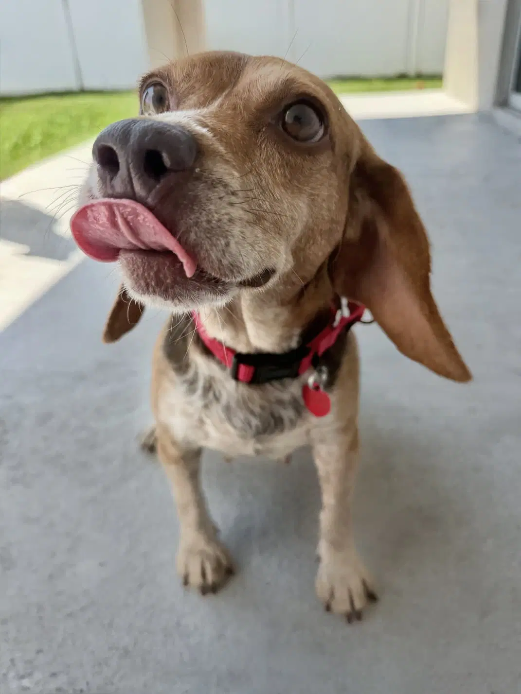Asia - Beagle