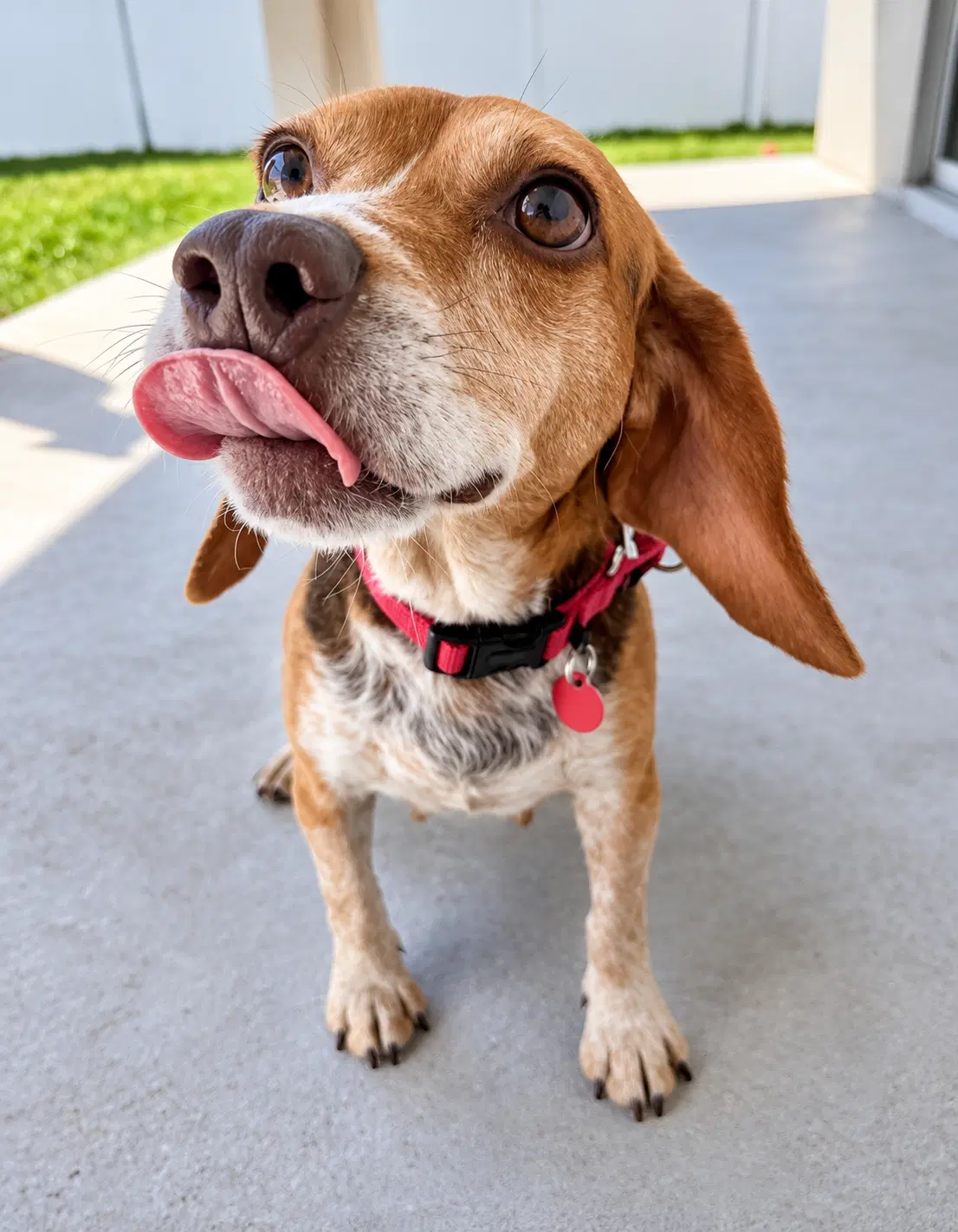 Asia - Beagle