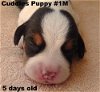 Radar - Cuddles Puppy