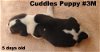 Jack - Cuddles Puppy