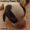 Rosey - Cuddles' Puppy