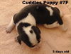 Joella - Cuddles Puppy