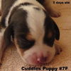 Joella - Cuddles Puppy