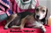 Helia's puppy #8M - Yannis