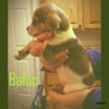 Nicolette's pup Baloo