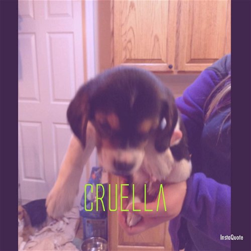 Nicolette's Pup Cruella