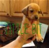 Camille's pup LITTLE BIT II
