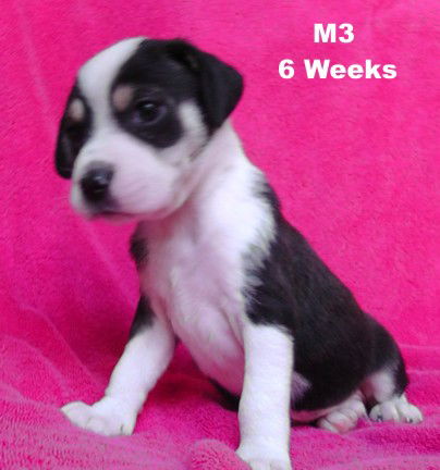 Sweetie's Puppy M3 - Coffee Bean