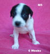 Sweetie's Puppy M5 - Panda Bear