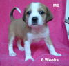Coco III