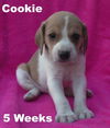 Noel's pup Cookie (F1)