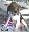 Noel's pup Cookie (F1)