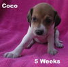 Noel's pup Coco II (F2)