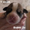 Jolene's pup F1 - Bobbie Jo