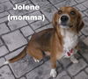 Jolene's pup F1 - Bobbie Jo