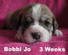 Jolene's pup F1 - Bobbie Jo