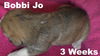 Jolene's pup F1 - Bobbie Jo