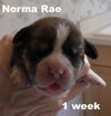 Jolene's pup F2 - Norma Rae