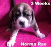 Jolene's pup F2 - Norma Rae