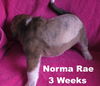 Jolene's pup F2 - Norma Rae