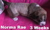 Jolene's pup F2 - Norma Rae