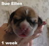 Jolene's Pup F3 - Sue Ellen