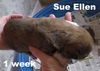 Jolene's Pup F3 - Sue Ellen