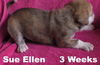 Jolene's Pup F3 - Sue Ellen