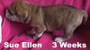 Jolene's Pup F3 - Sue Ellen