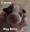 Jolene's Pup F4 - May Belle