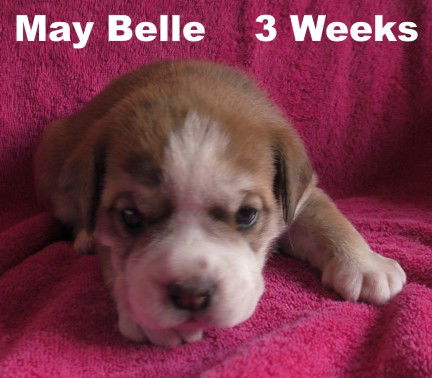 Jolene's Pup F4 - May Belle