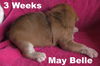 Jolene's Pup F4 - May Belle