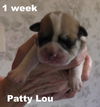 Jolene's Pup F5 - Patty Lou